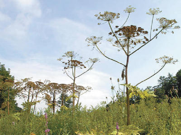 oakville-real-estate-giant hogweed