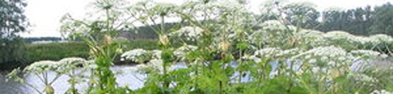 Oakville Real Estate - CH says now is the time to destroy Giant Hogweed